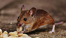 24 Hour & Emergency Exterminators in Farnham, VA